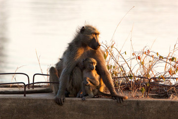 Chacma baboon mother with young
