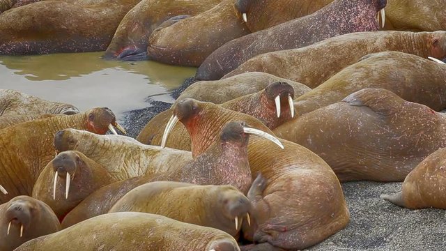 Atlantic walruses at haul out sites are sleeping
