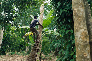African-american man climbs onto a palm tree to take coconut