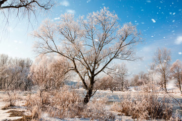 Beautiful frozen trees with snow. Winter sunny day with blue sky. The coldest season of the year