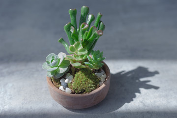 Cuctus succulent plant in Small pot. on cement background. with light and shadow.