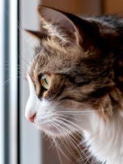 Closeup portrait photo of a cat looking out through a window - 188116250