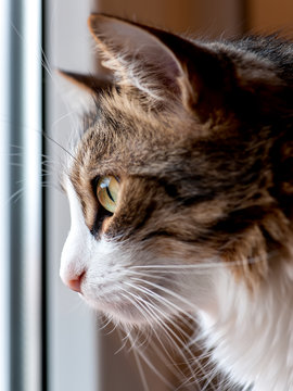 Closeup portrait photo of a cat looking out through a window