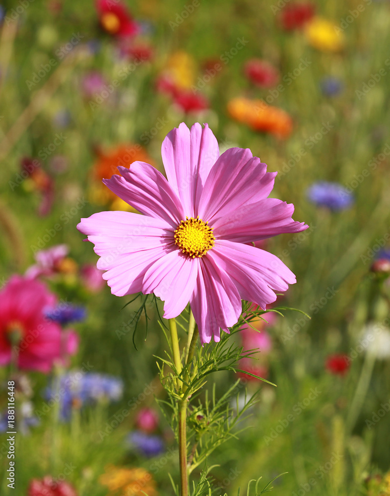 Wall mural cosmos rose