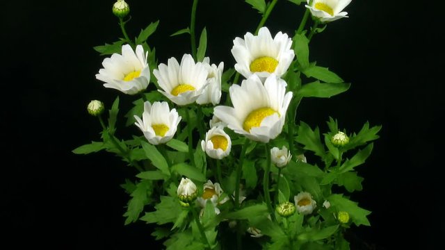 Time-lapse of opening daisy (Anthemis cotula) flowers in the morning
