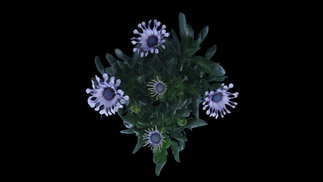 Time-lapse of opening Rain Daisy (Dimorphotheca pluvialis) flowers 2x1 in PNG+ format with ALPHA transparency channel isolated on black background, top view
