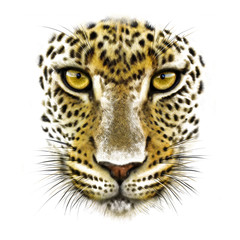 portrait of a leopard on a white background