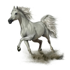 Fototapeta na wymiar running white horse
