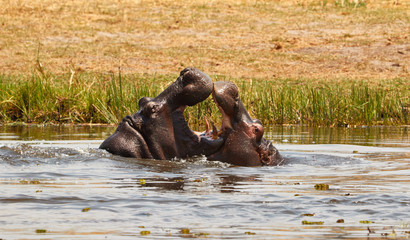 Playing hippo's in the water