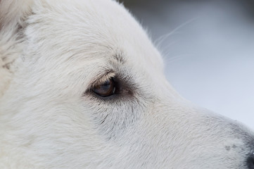 eye of white shepherd dog