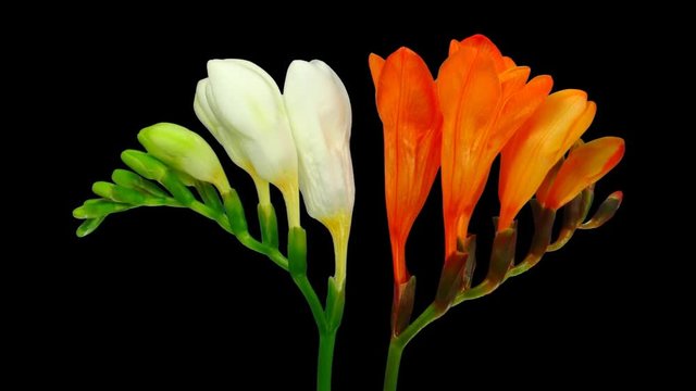Time-lapse of opening orange-white freesia flower buds 4x1 in Animation codec with ALPHA transparency channel isolated on black background
