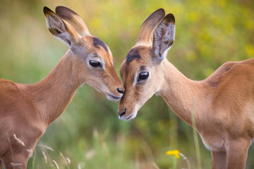 two impala babies having a kiss