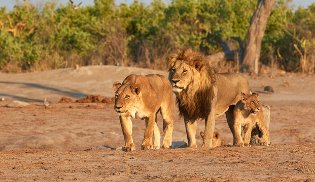 Family of lion