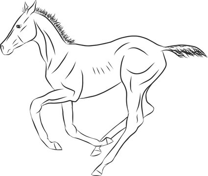 A sketch of a freely cantering foal.