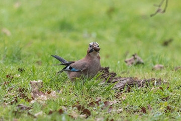 Eichelh&auml;her auf der wiese