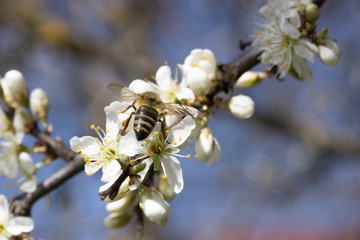 Fototapeta premium Kirschblüten