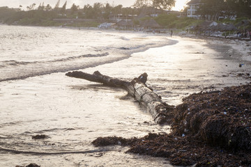 Tree Trunk in the middle of Watamu's water.