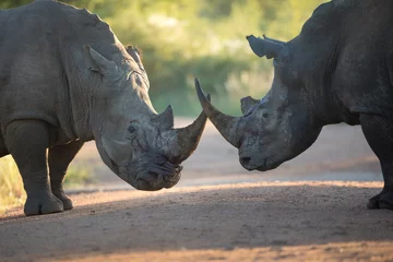Crédence de cuisine en verre imprimé Rhinocéros Two black rhinos fighting