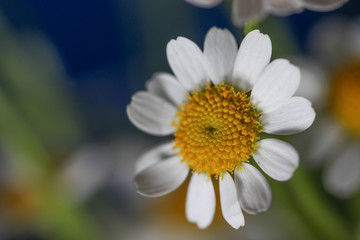 Obraz premium Gänseblümchen