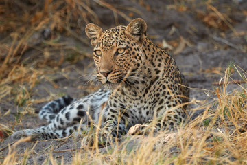 Leopard looking away