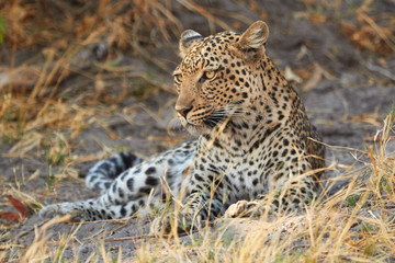 Close up of a leopard