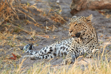 Leopard lying in the shade