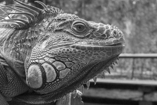 Lovely Iguana close-up face image in black and white