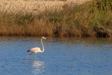 pink flamingo walking through the water