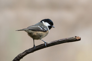 Bird Tit in natural background 