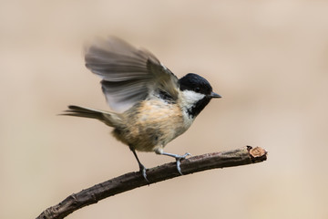 Bird Tit in natural background 