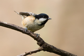 Bird Tit in natural background 