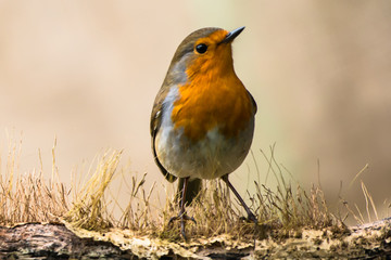 Robin Bird in natural background