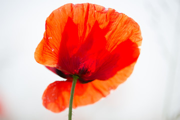 Mohnblume