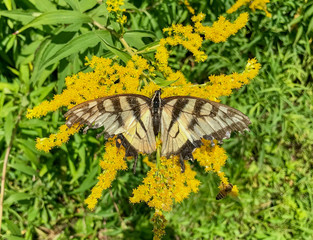 Eastern Tiger Swallowtail on Goldenrod