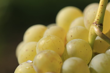 Wine grape close up berry in vineyard