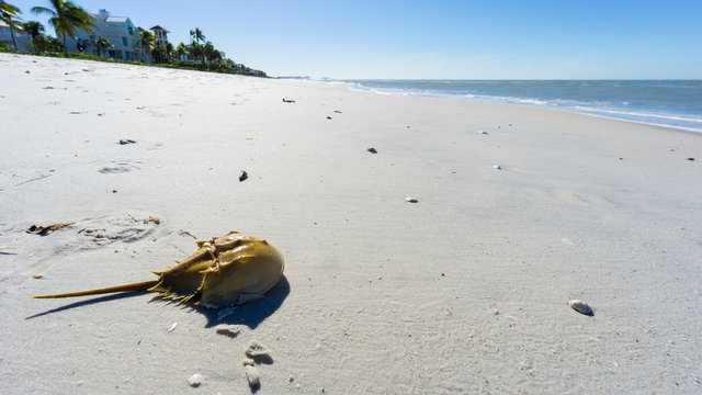 USA, Florida, Horseshoe Crab on the white sand beach after a storm