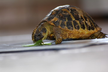 Baby turtle is eating