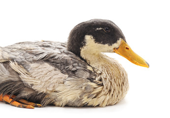 Obraz premium One gray duck.