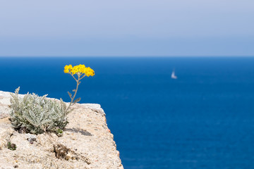 An Immortelle flower overlooking the sea from the edge of the Castle in Calvi, Corsica