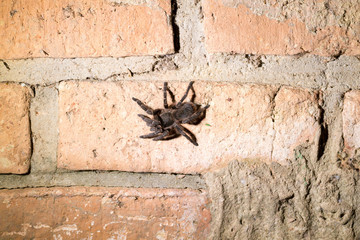 Brazilian tarantula close up