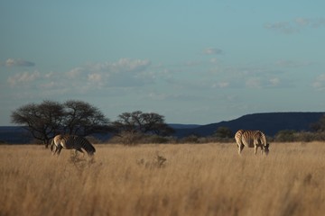 Obraz na płótnie Canvas Animals of South Africa National Parks