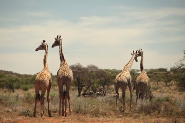Naklejka na ściany i meble Animals of South Africa National Parks