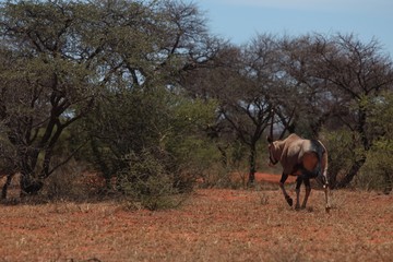 Naklejka na ściany i meble Animals of South Africa National Parks