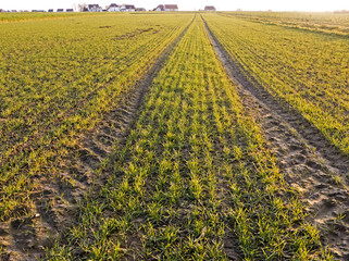 Ein Winternachmittag in den Feldern