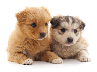 Fototapeta na wymiar Two cute puppies.