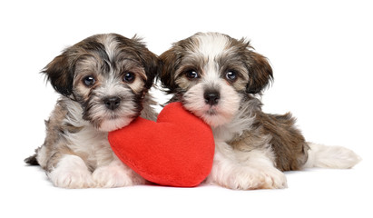 Two lover Valentine Havanese puppies lie together with a red heart