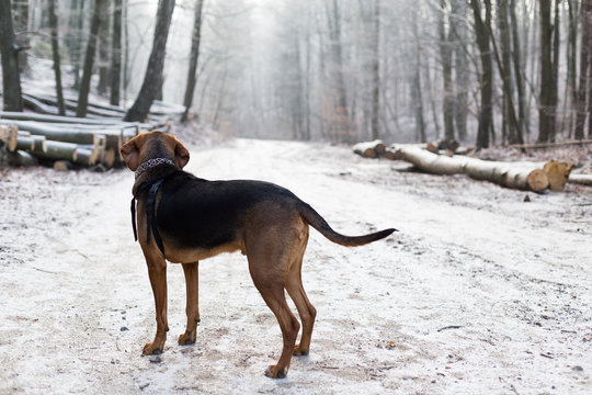Winter dog