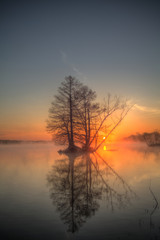cypress tree in water at sunrise
