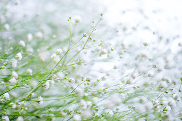 White flowers spring background