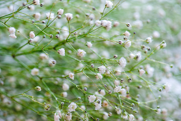 White flowers spring background